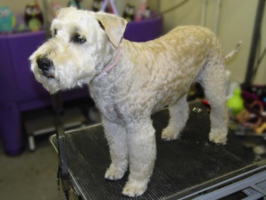 Poochie Parlour